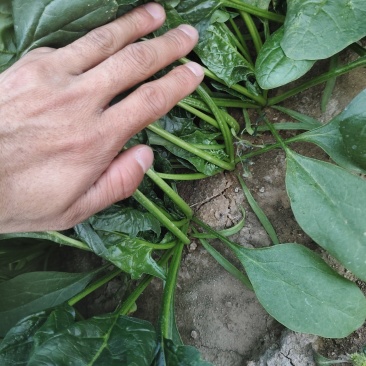 菠菜，