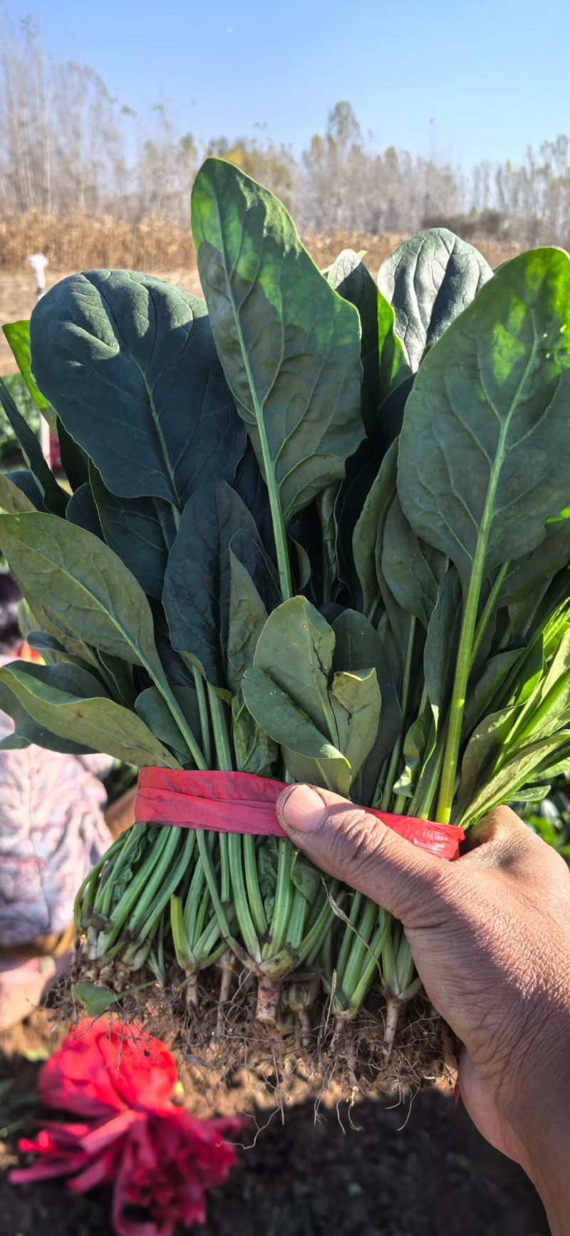 菠菜，