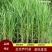 青叶芦竹，花叶芦竹水生观赏绿化植物，青叶芦竹，花叶芦竹基