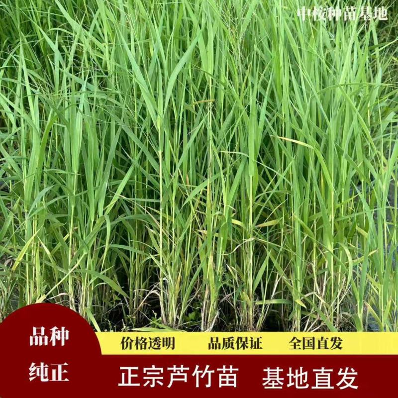 青叶芦竹，花叶芦竹水生观赏绿化植物，青叶芦竹，花叶芦竹基