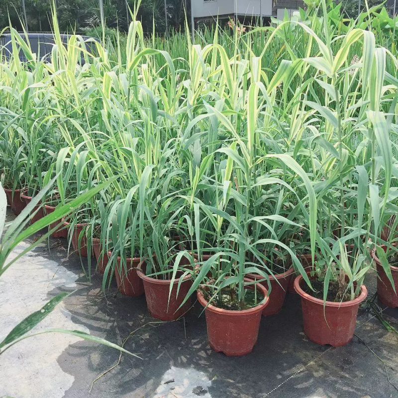 青叶芦竹，花叶芦竹水生观赏绿化植物，青叶芦竹，花叶芦竹基