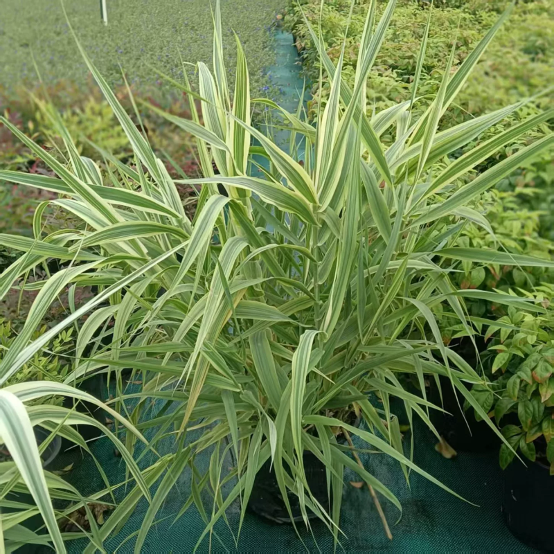 青叶芦竹，花叶芦竹水生观赏绿化植物，青叶芦竹，花叶芦竹基
