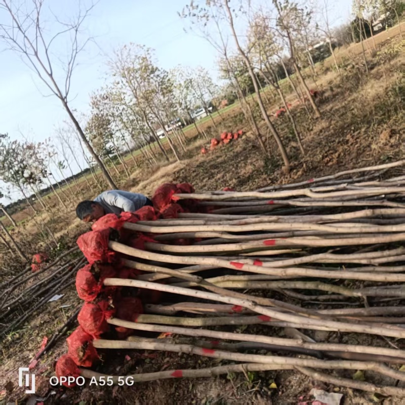 米经3公分的乌桕大量有货