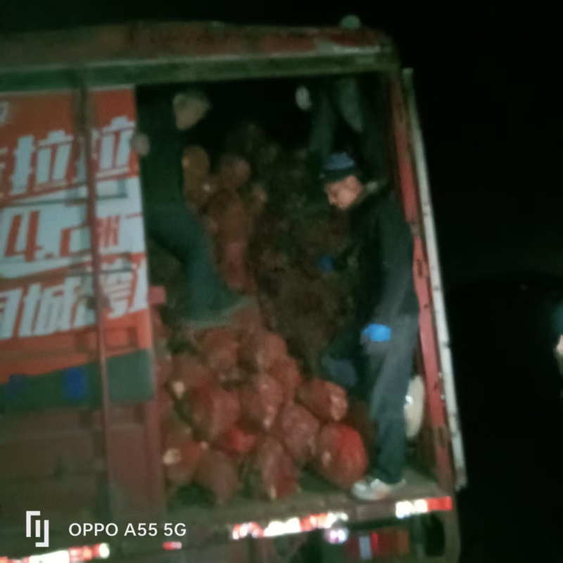 米经3公分的乌桕大量有货