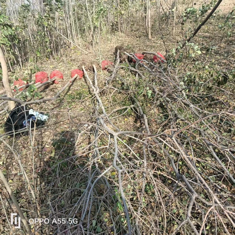 米经3公分的乌桕大量有货