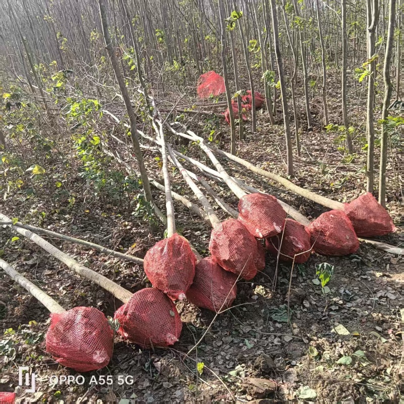 米经3公分的乌桕大量有货