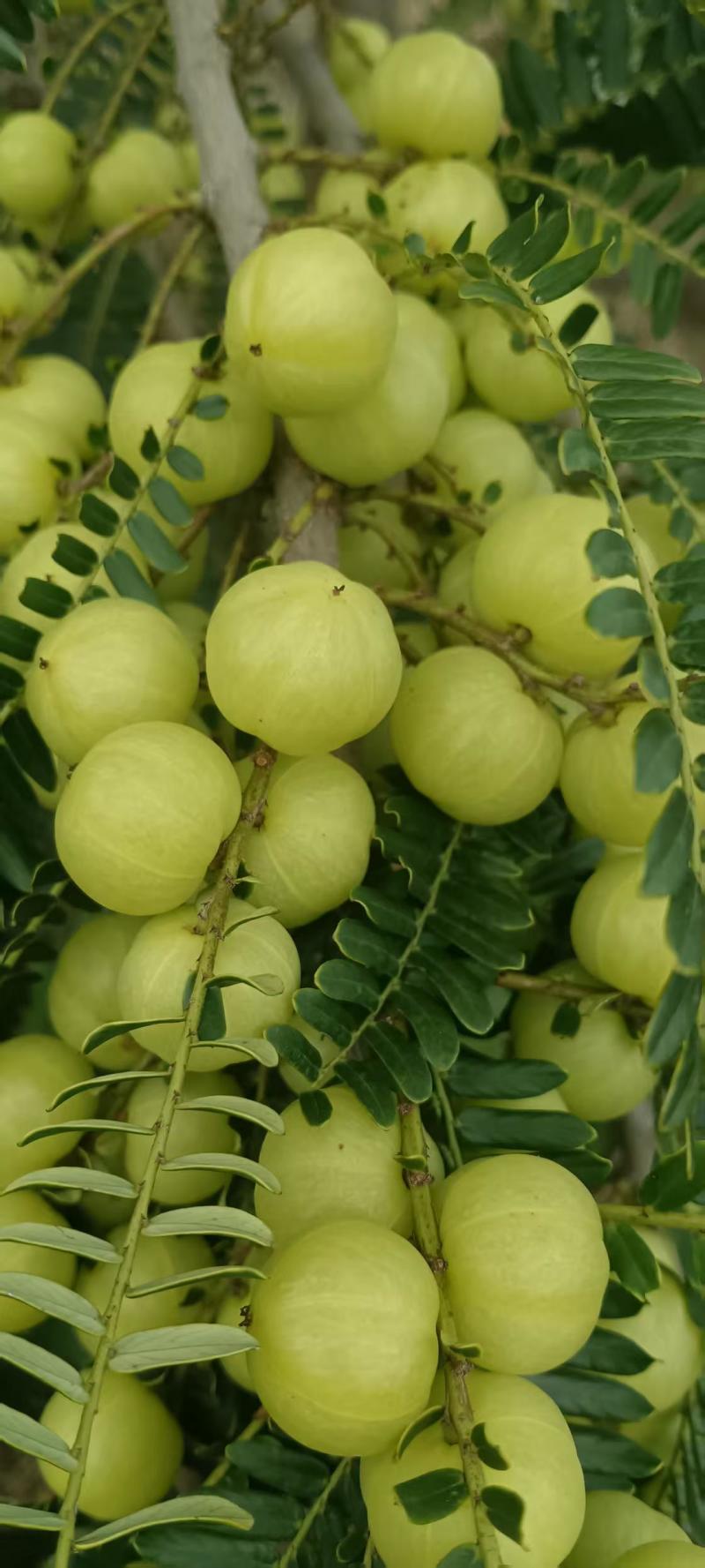 油柑品相好果饱满