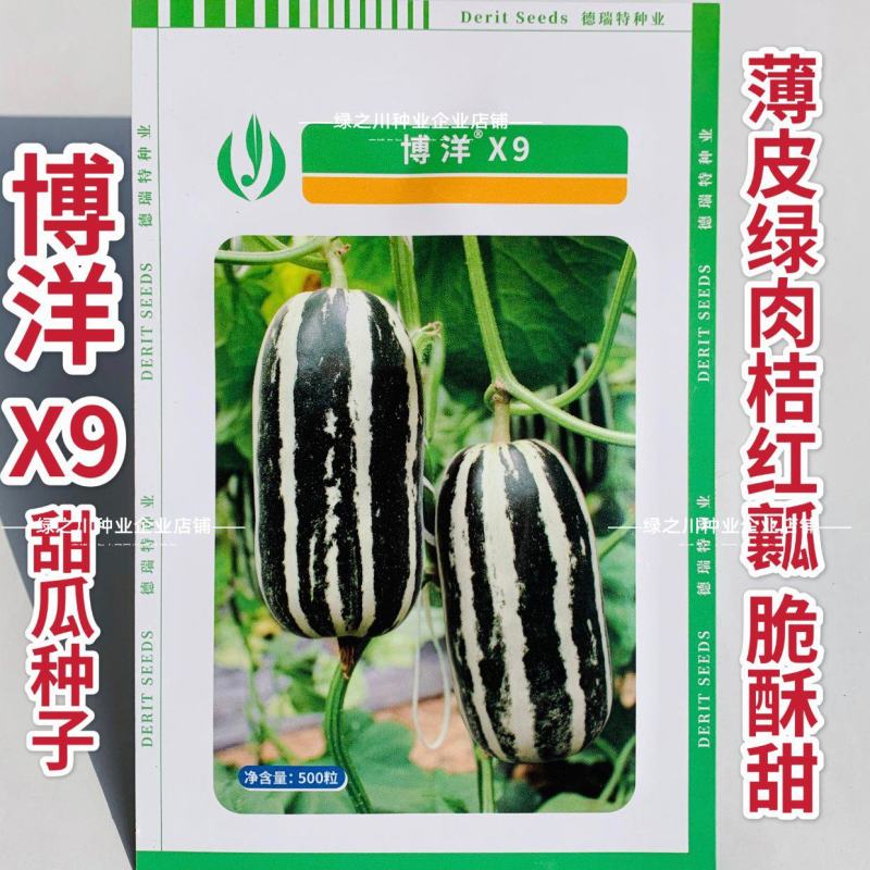 德瑞特甜瓜种子新博洋9号甜瓜种子皮薄高糖绿肉桔红瓤薄皮