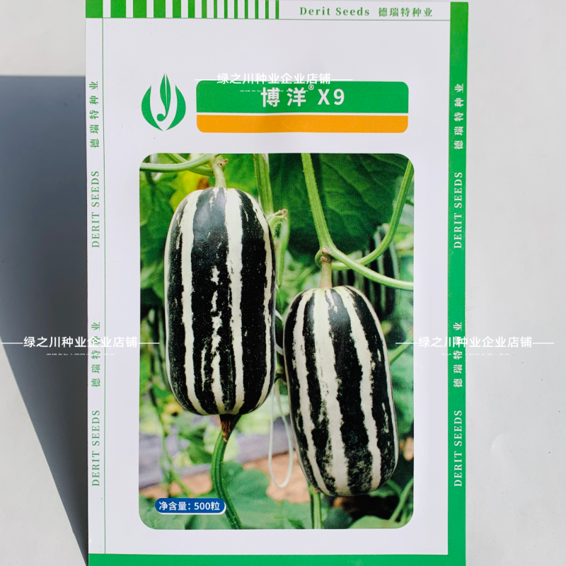 德瑞特甜瓜种子新博洋9号甜瓜种子皮薄高糖绿肉桔红瓤薄皮
