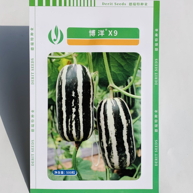 德瑞特甜瓜种子新博洋9号甜瓜种子皮薄高糖绿肉桔红瓤薄皮