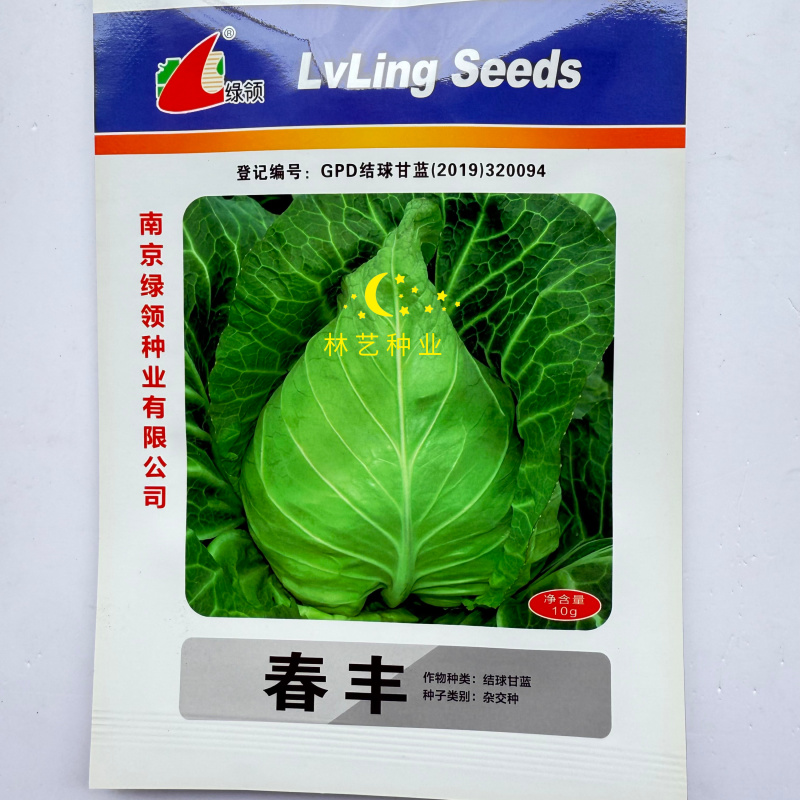 春丰牛心甘蓝种子早熟叶色灰绿腊粉中等叶球桃形结球紧实越冬