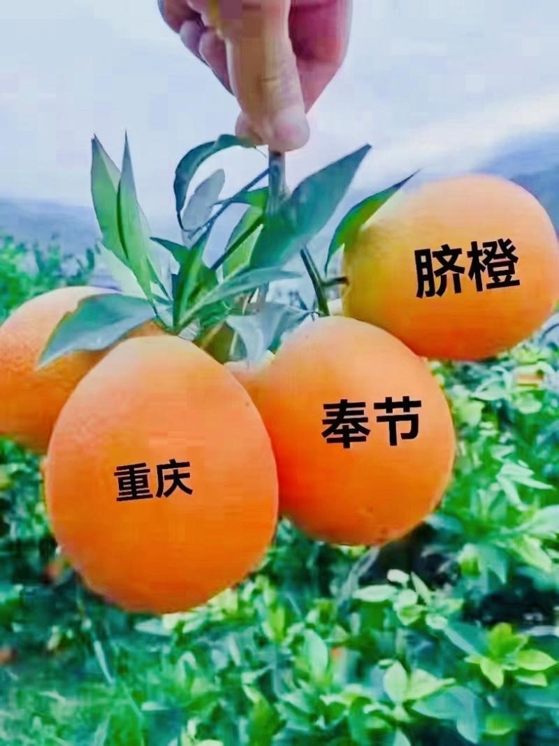 本人长期做奉节脐橙代办一树清、通货、二级果、次果、