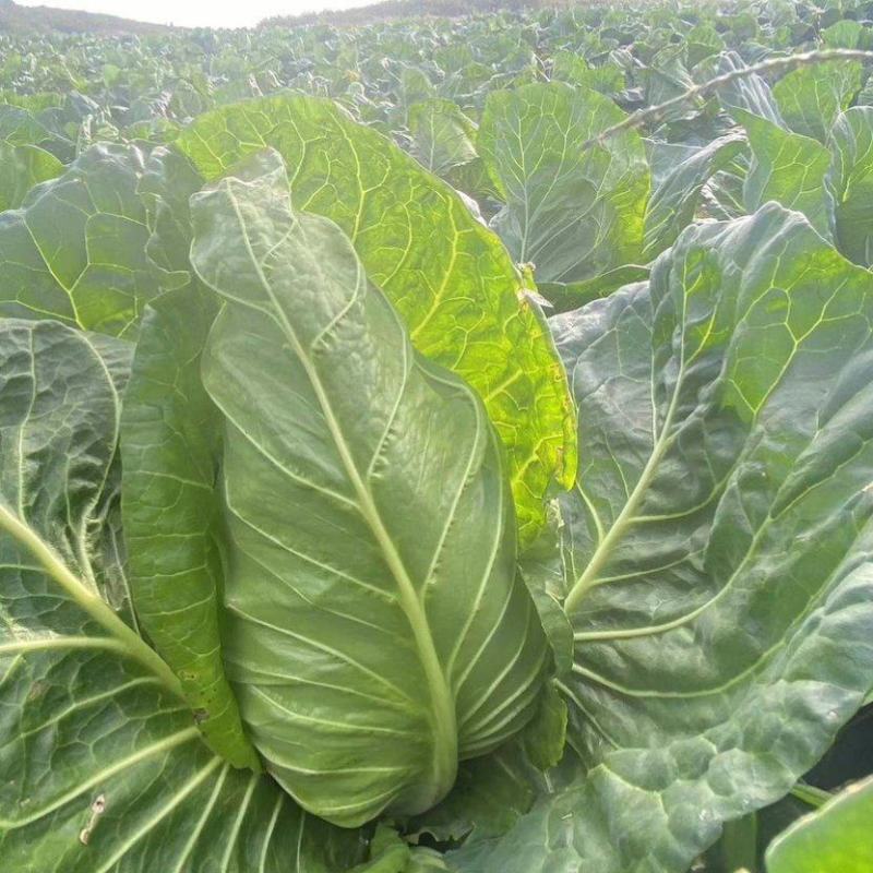 油绿牛心甘蓝种子中早熟杂交一代叶色深胖尖型牛心甘蓝春秋季