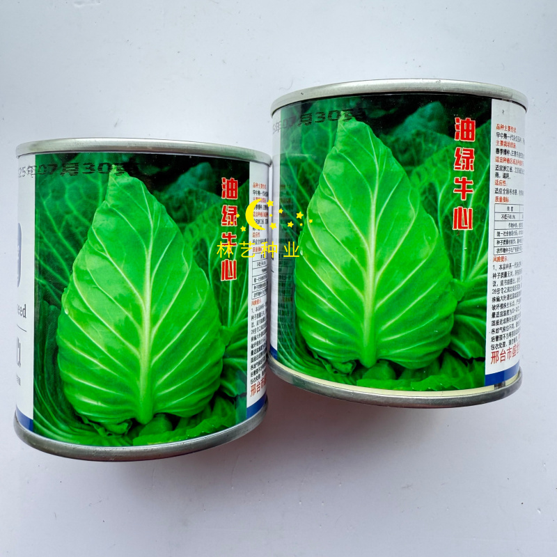 油绿牛心甘蓝种子中早熟杂交一代叶色深胖尖型牛心甘蓝春秋季