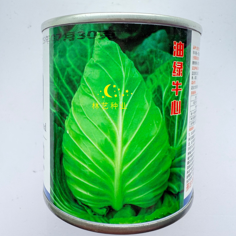 油绿牛心甘蓝种子中早熟杂交一代叶色深胖尖型牛心甘蓝春秋季