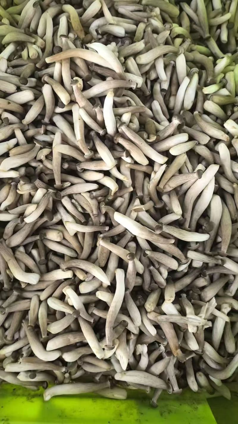 鹿茸菇