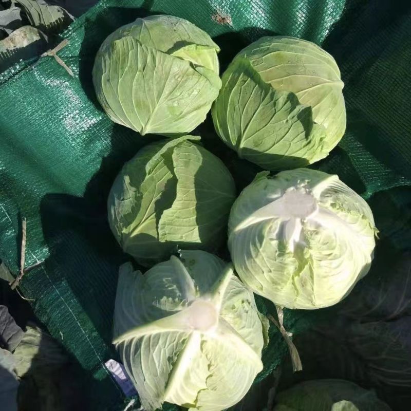 京丰一号甘蓝种子优质早熟高产抗病抗裂农家春夏秋播包菜罐装