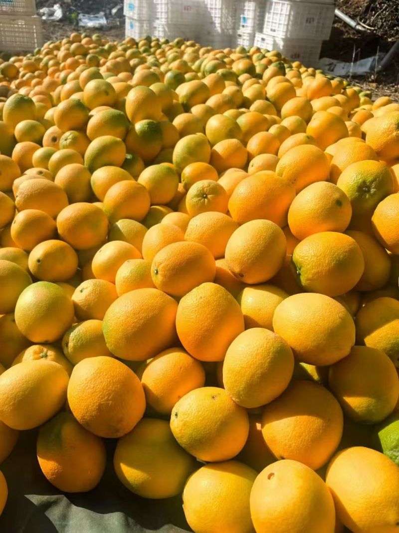一手价种植户冰糖橙甜橙不打腊不催熟现买现摘先发货批发零售福利