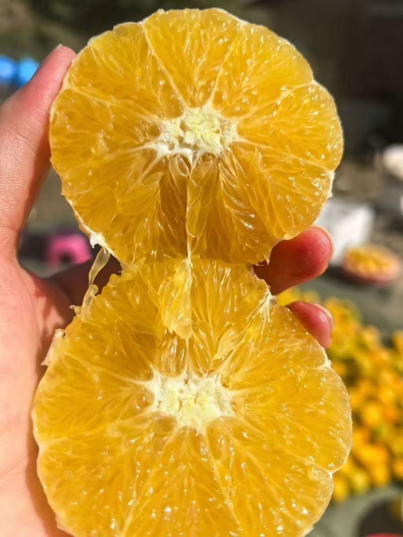 一手价种植户冰糖橙甜橙不打腊不催熟现买现摘先发货批发零售福利