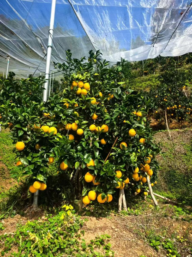 一手价种植户冰糖橙甜橙不打腊不催熟现买现摘先发货批发零售福利