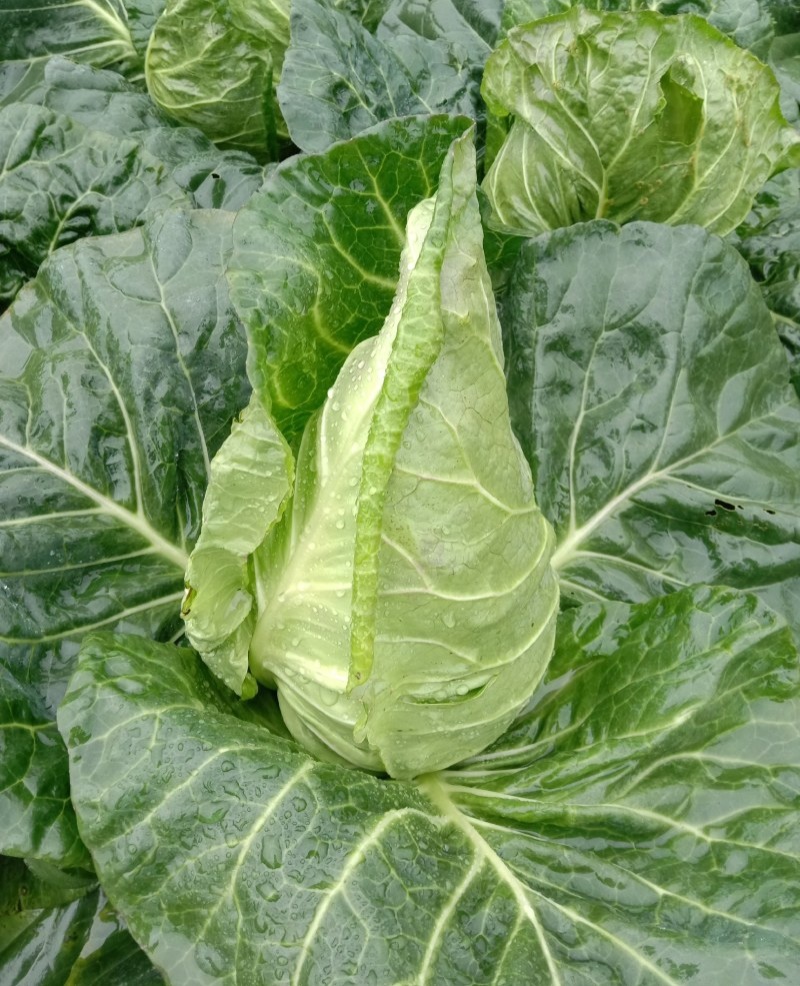 邢新春丰甘蓝种子尖包菜牛心甘蓝菜卷心菜包心菜早熟耐寒结球