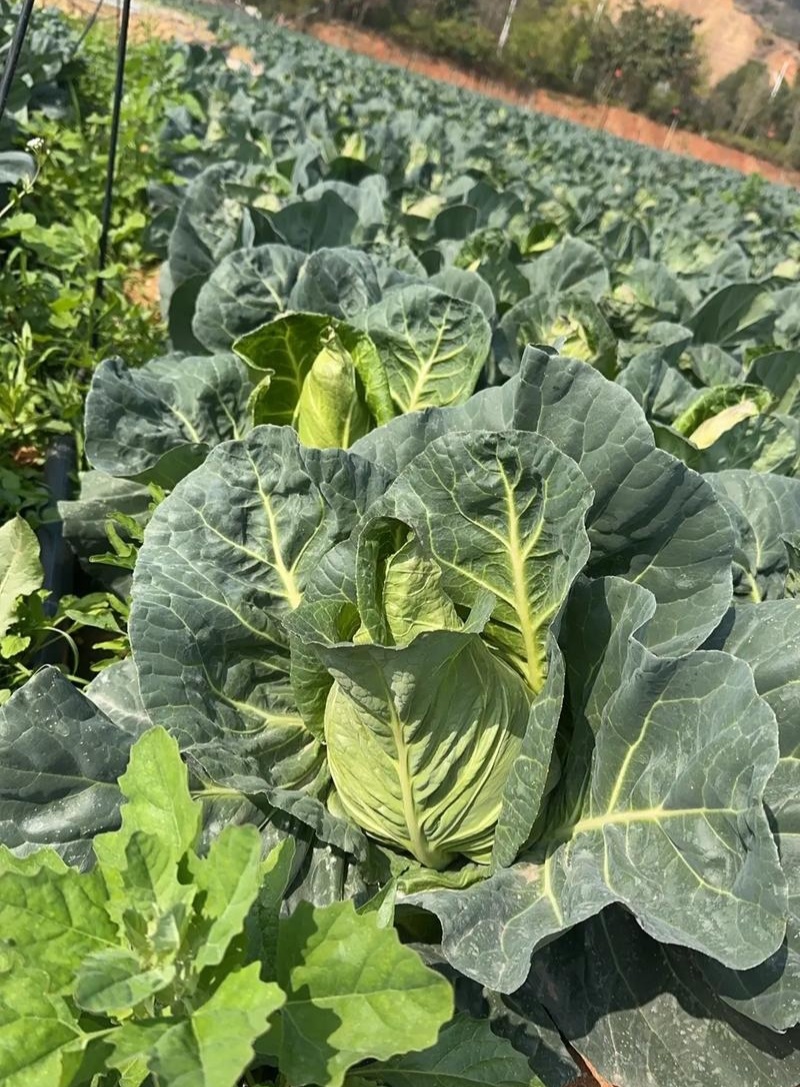 邢新春丰甘蓝种子尖包菜牛心甘蓝菜卷心菜包心菜早熟耐寒结球