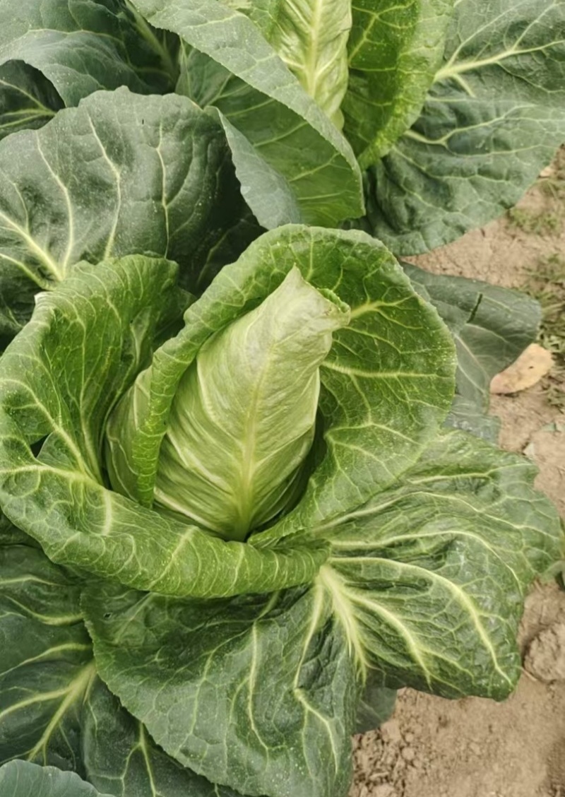 邢新春丰甘蓝种子尖包菜牛心甘蓝菜卷心菜包心菜早熟耐寒结球