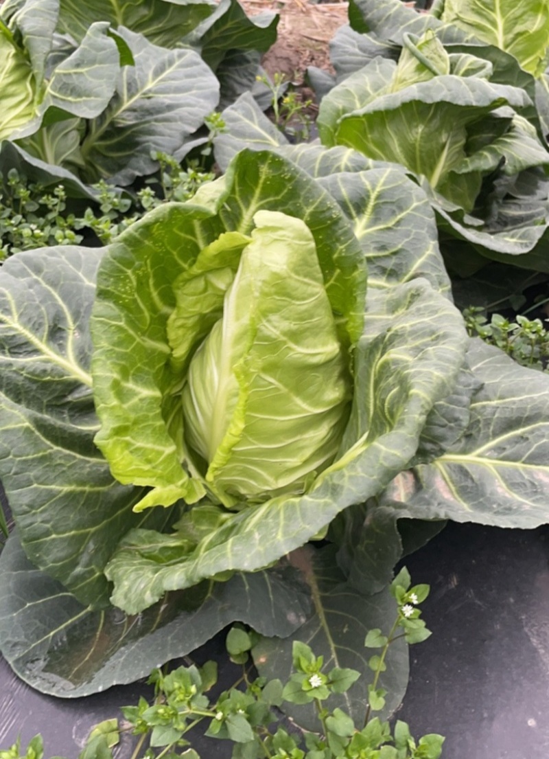 邢新春丰甘蓝种子尖包菜牛心甘蓝菜卷心菜包心菜早熟耐寒结球
