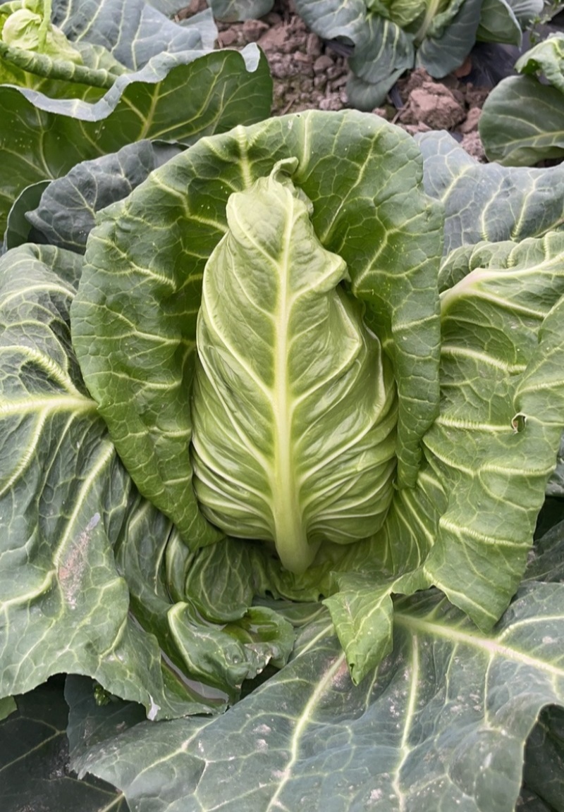 邢新春丰甘蓝种子尖包菜牛心甘蓝菜卷心菜包心菜早熟耐寒结球