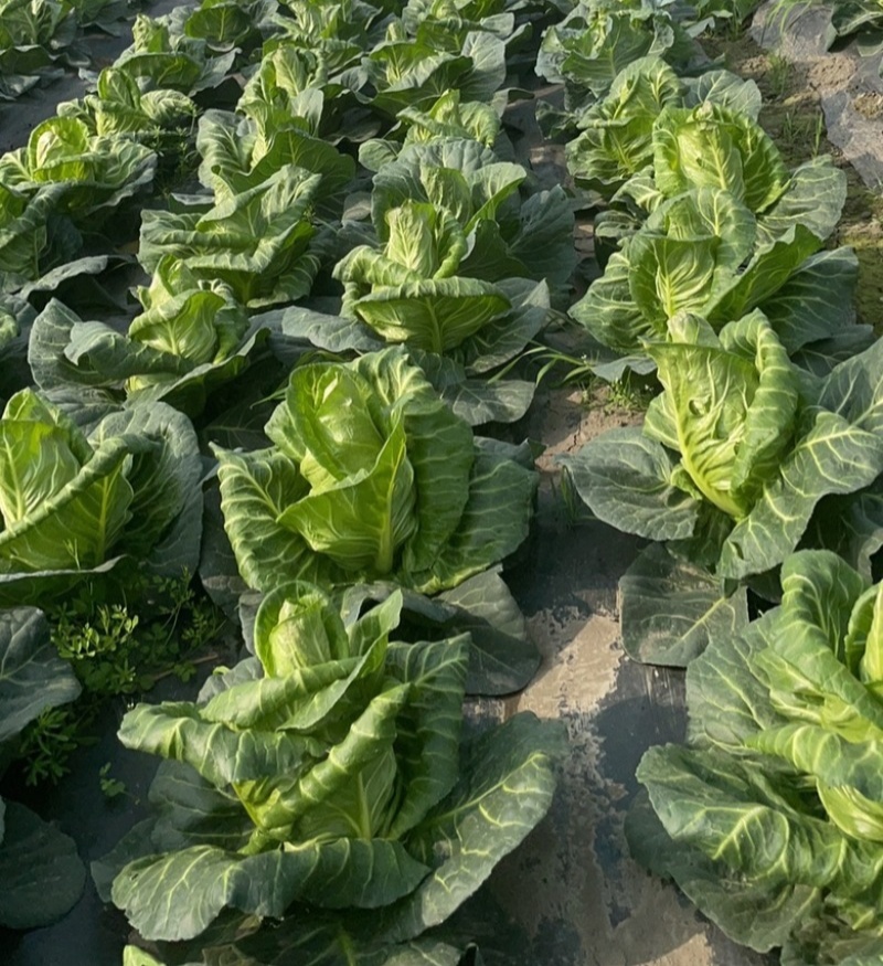 邢新春丰甘蓝种子尖包菜牛心甘蓝菜卷心菜包心菜早熟耐寒结球