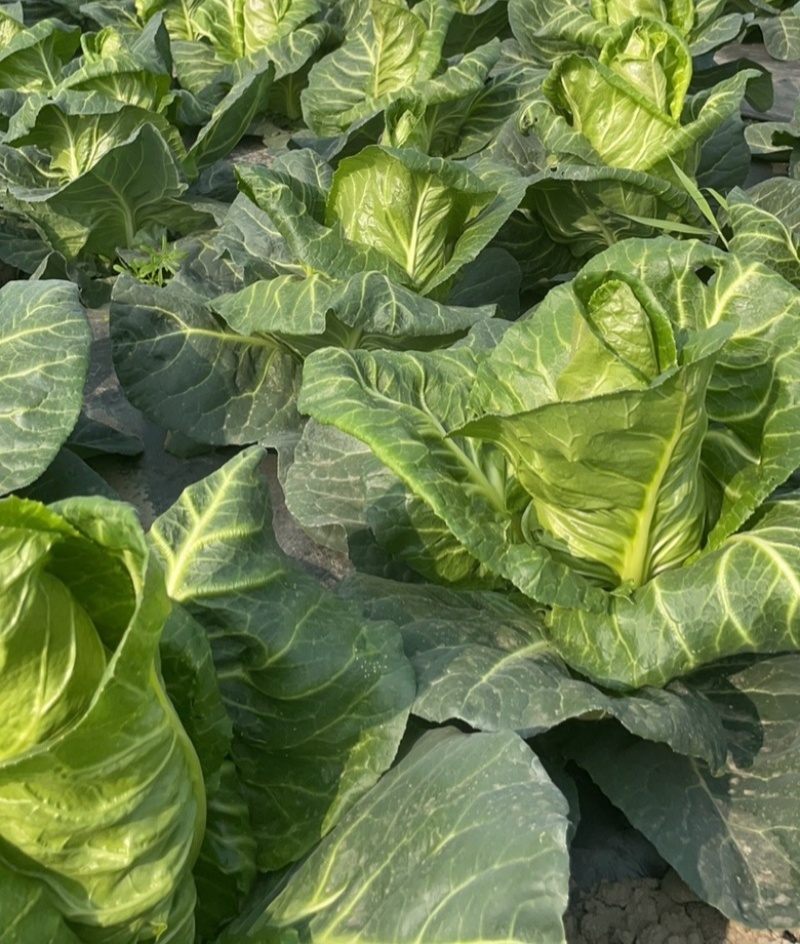 邢新春丰甘蓝种子尖包菜牛心甘蓝菜卷心菜包心菜早熟耐寒结球