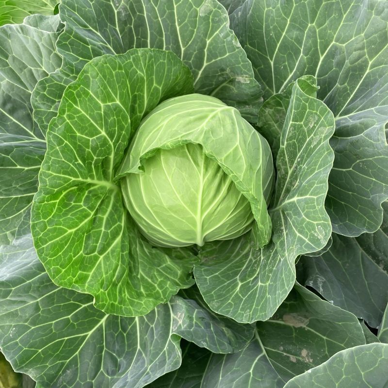 霸道4000甘蓝种子早熟叶球松软高产包心菜甘蓝种子卷心菜
