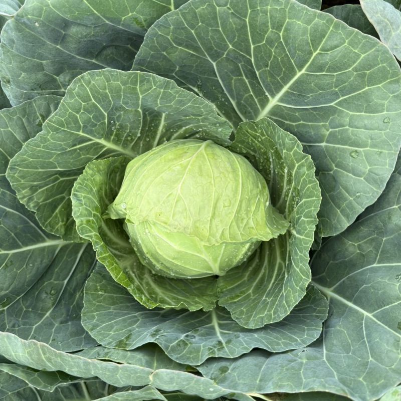 霸道4000甘蓝种子早熟叶球松软高产包心菜甘蓝种子卷心菜