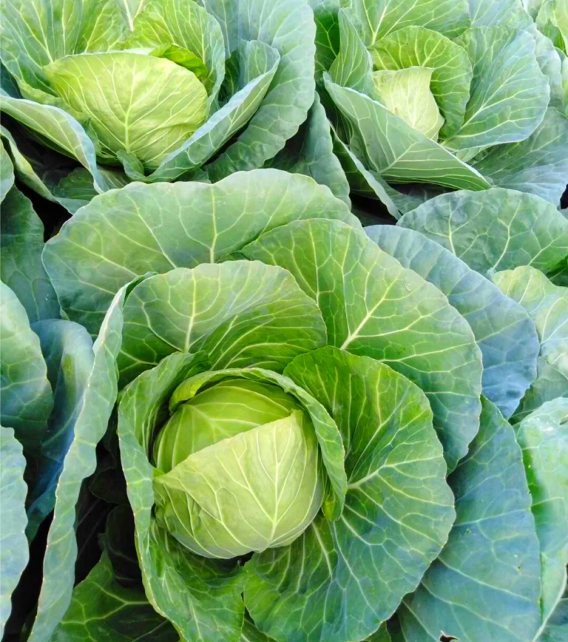 霸道4000甘蓝种子早熟叶球松软高产包心菜甘蓝种子卷心菜