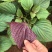 紫苏种子香味浓生食配烤肉野菜春夏秋阳台菜园盆栽