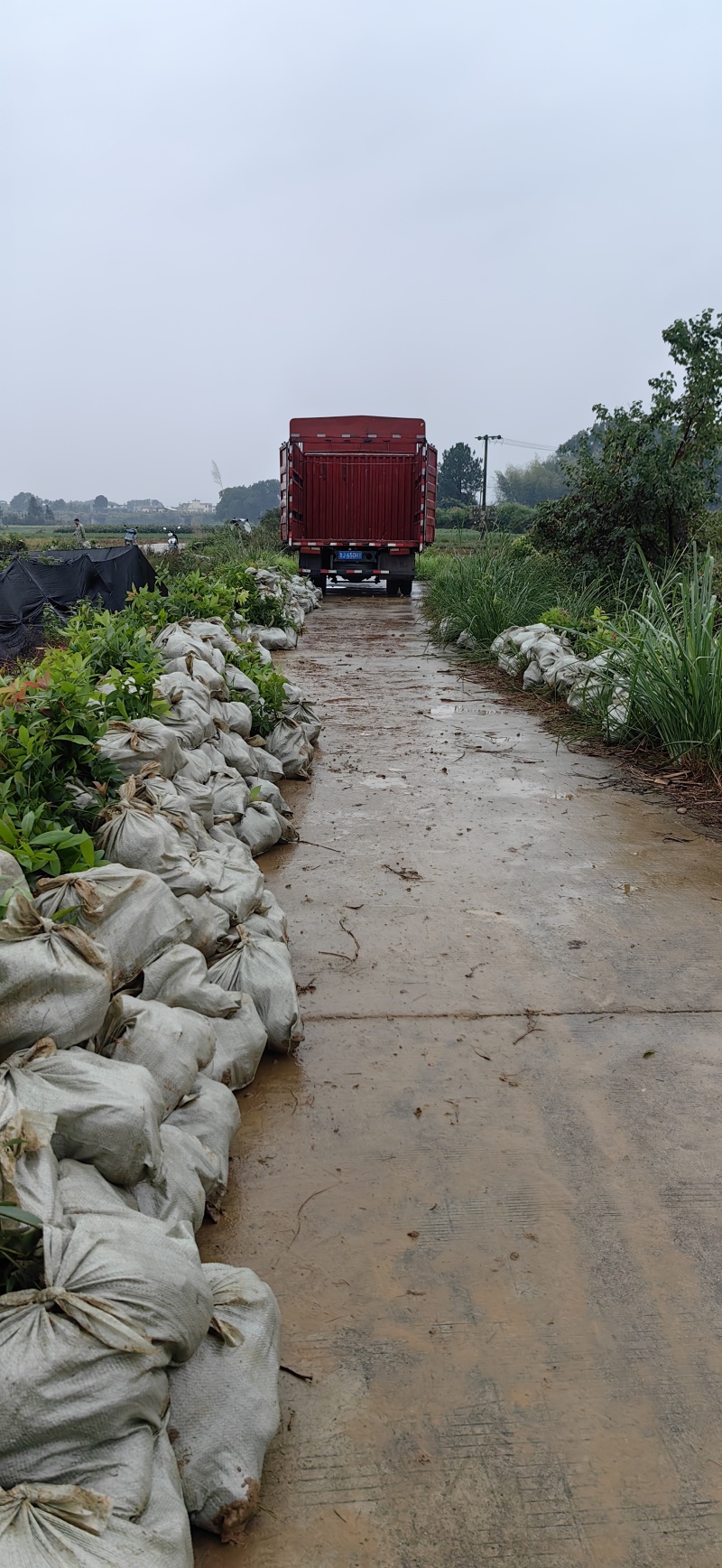 楠木苗基地现挖现发大量现货供应数十年种植经验欢迎咨询
