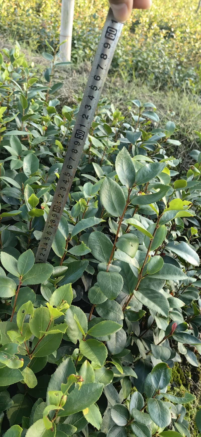 江西油茶苗直生杯苗基地直发量大从优数十年育苗经验欢迎咨询