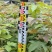 枫香苗江西枫香苗基地枫香基地批发数十年育苗经验，各规格