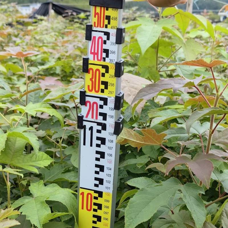 枫香苗江西枫香苗基地枫香基地批发数十年育苗经验，各规格