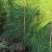 湿地松苗自有种植基地大量出货中数十年育苗经验欢迎来电咨询