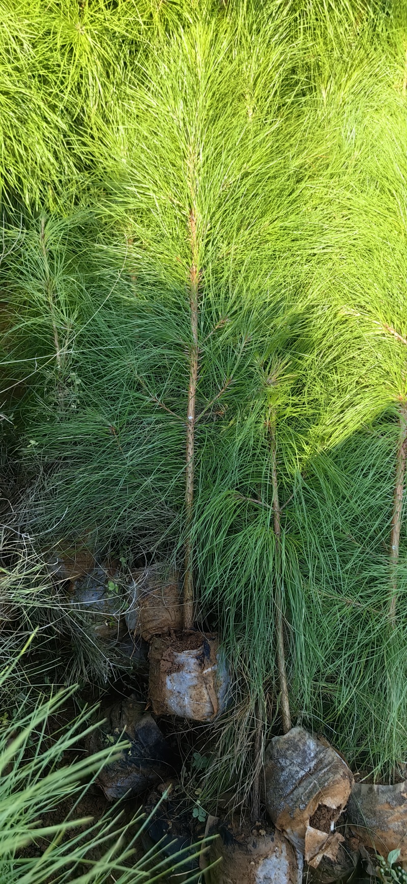 湿地松苗自有种植基地大量出货中数十年育苗经验欢迎来电咨询