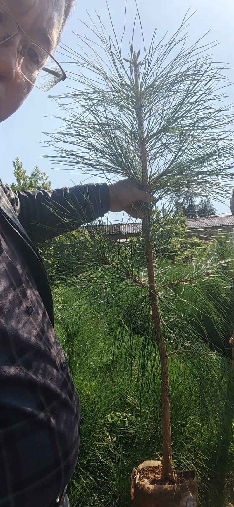 湿地松苗自有种植基地大量出货中数十年育苗经验欢迎来电咨询