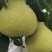 长寿沙田柚