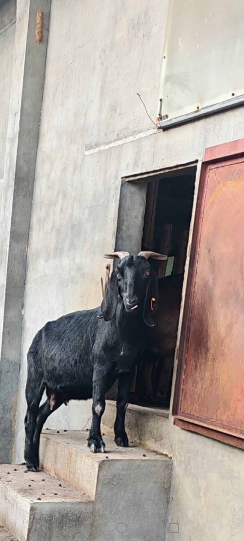 肉山羊