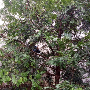 银杏树桂花树
