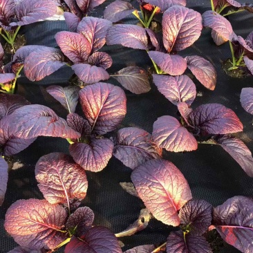 紫色芥菜、花青素含量丰富、香甜可口、可做色拉菜。