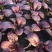 紫色芥菜、花青素含量丰富、香甜可口、可做色拉菜。