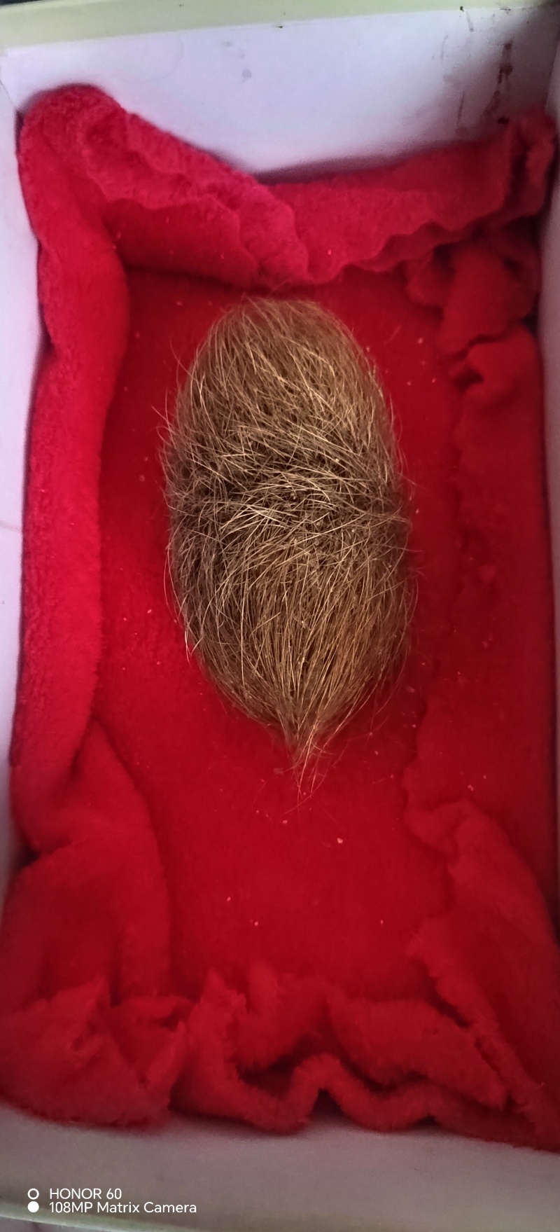猪宝又叫猪砂