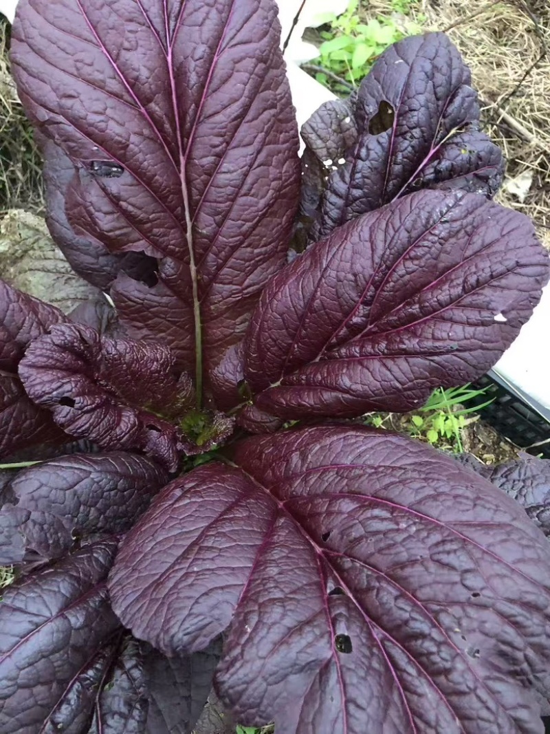 紫色芥菜、花青素含量丰富、香甜可口、可做色拉菜。