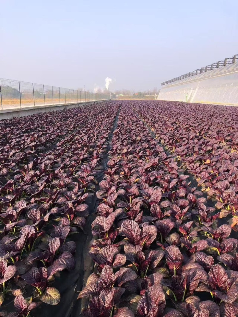 紫色芥菜、花青素含量丰富、香甜可口、可做色拉菜。